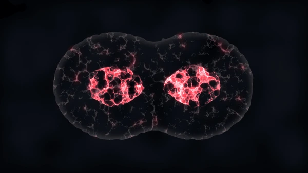 Cellular Level